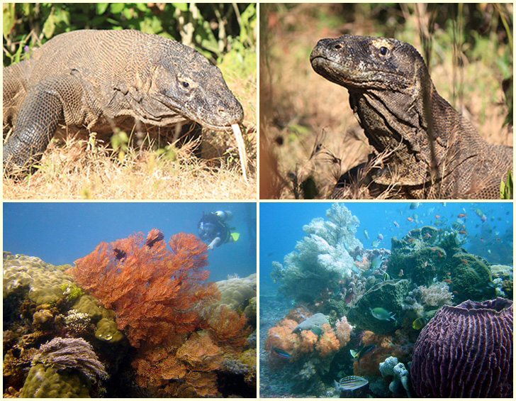 Komodo Trekking mit Tauchen